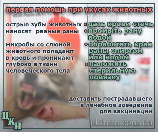 Рабипур неотложная помощь при укусах животных по месту Неотложная помощь при укусе животного. Профилактика вакциной рабипур